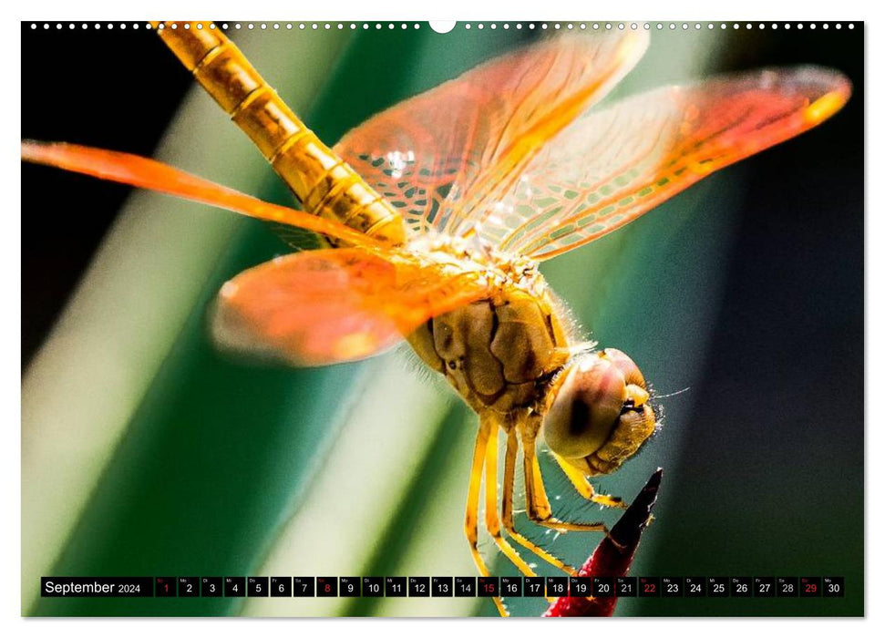 Insects • Bizarre natural wonders (CALVENDO wall calendar 2024) 