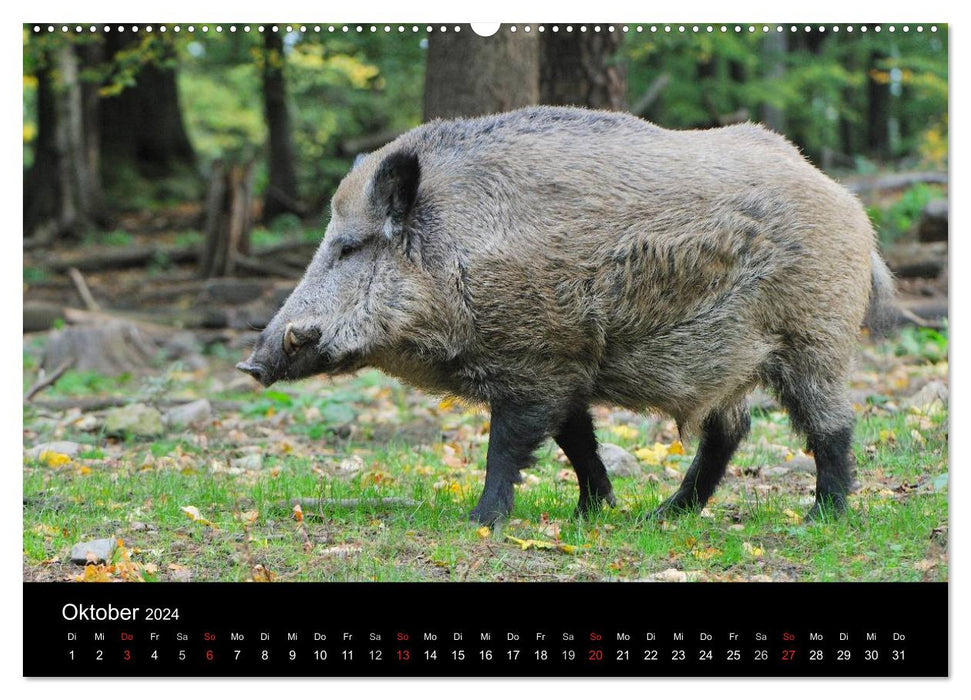 Wildtiere in deutschen Wäldern (CALVENDO Wandkalender 2024)