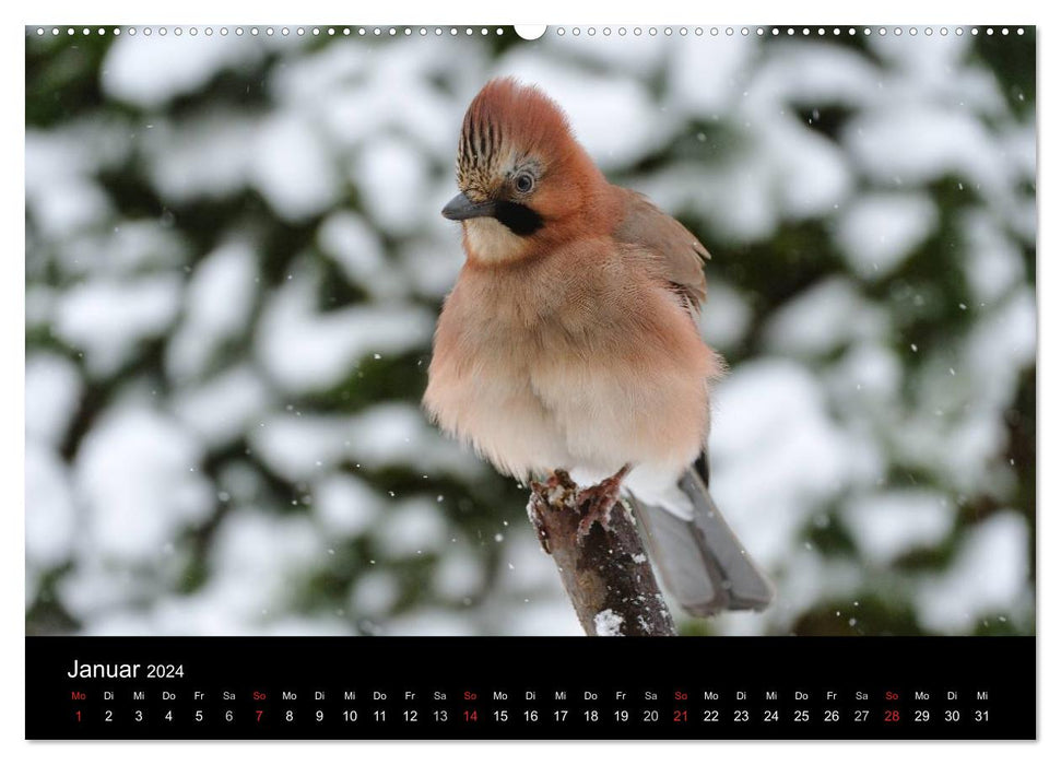 Wild animals in German forests (CALVENDO wall calendar 2024) 