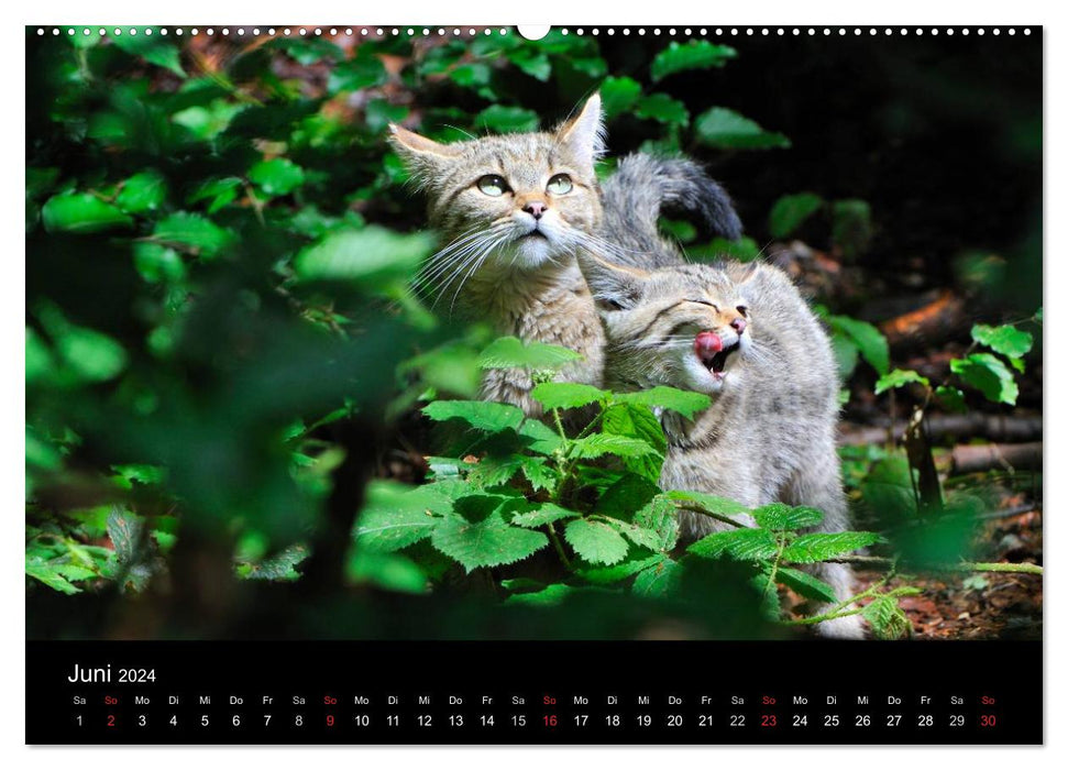 Animaux sauvages dans les forêts allemandes (calendrier mural CALVENDO 2024) 