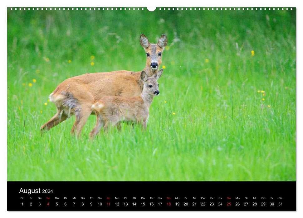 Wildtiere in deutschen Wäldern (CALVENDO Wandkalender 2024)