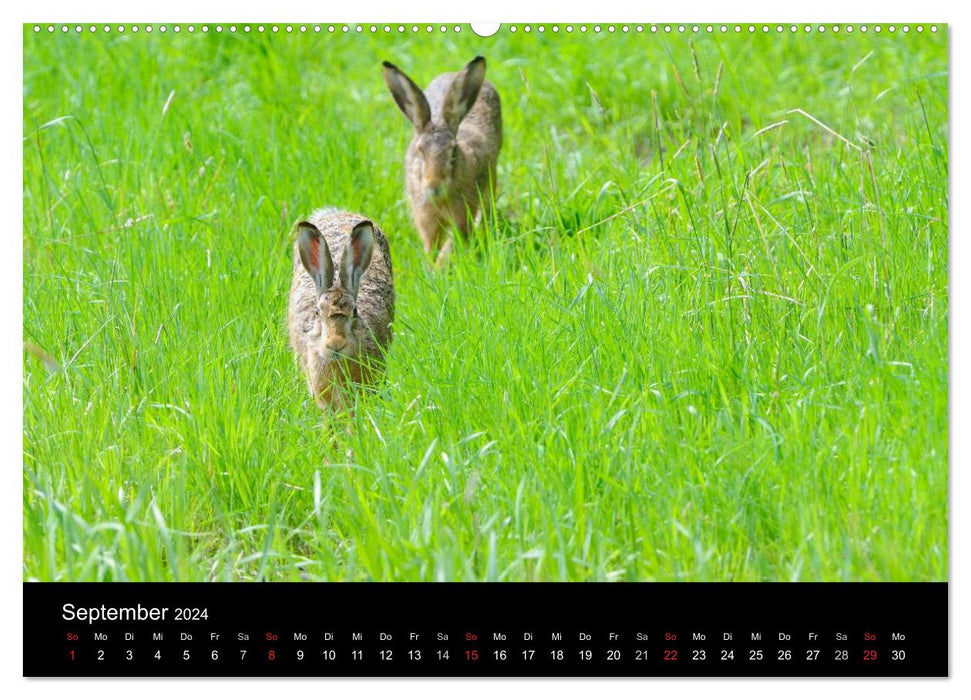 Wildtiere in deutschen Wäldern (CALVENDO Wandkalender 2024)