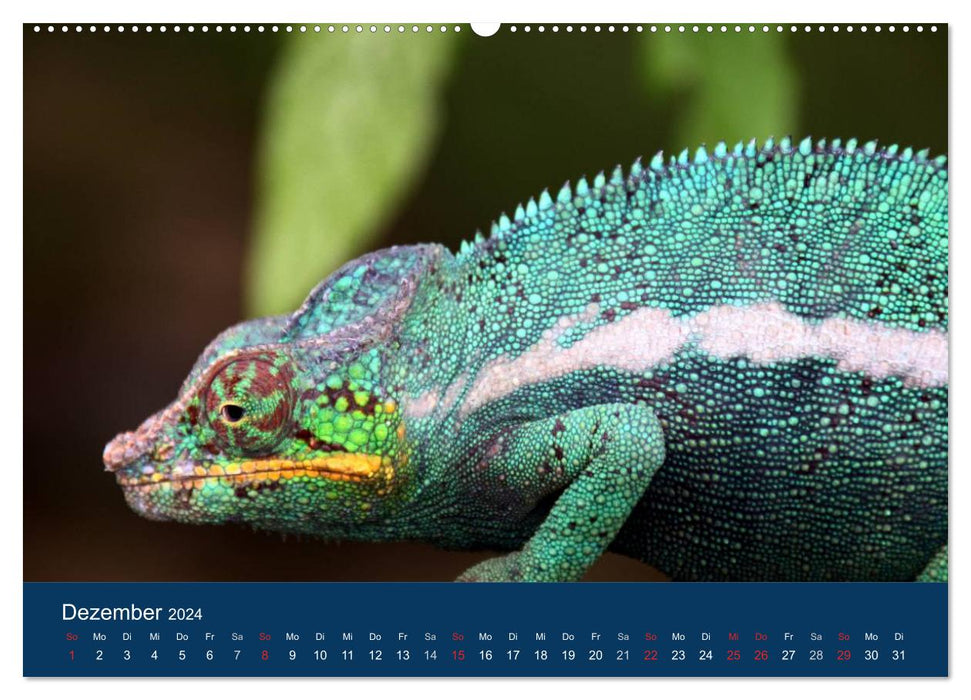 Fascination Madagascar (CALVENDO wall calendar 2024) 