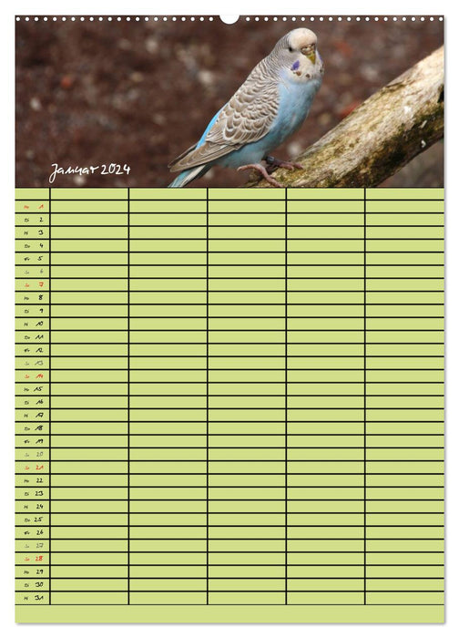 The budgie family planner (CALVENDO wall calendar 2024) 