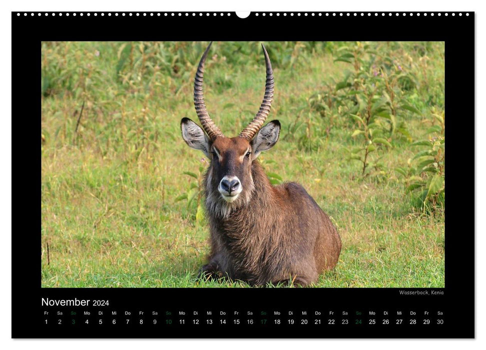 Wild animals of Africa (CALVENDO wall calendar 2024) 