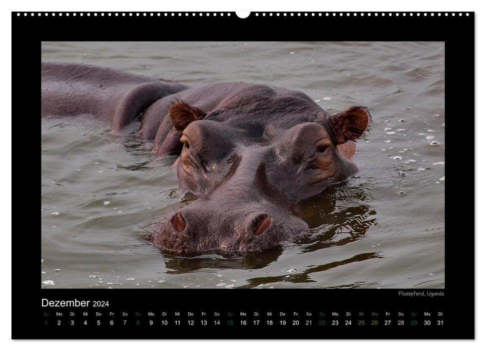Wild animals of Africa (CALVENDO wall calendar 2024) 