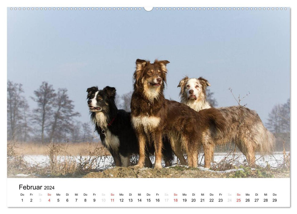 Australian Shepherd - Traum auf vier Pfoten (CALVENDO Premium Wandkalender 2024)