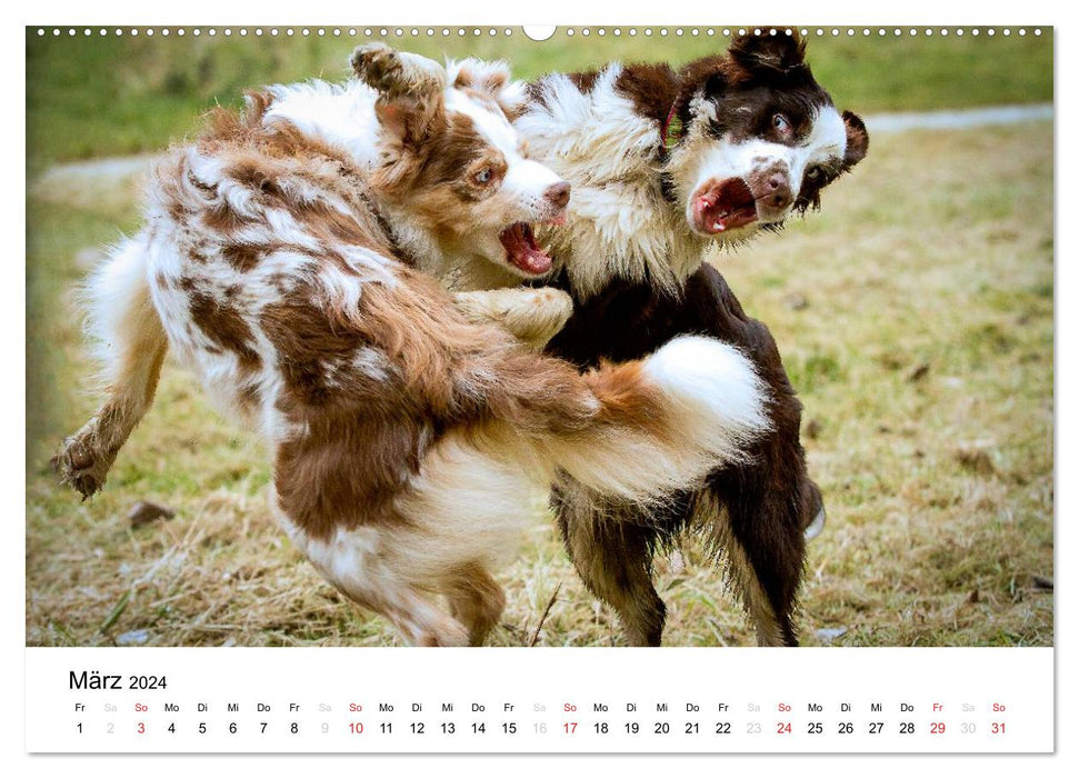Australian Shepherd - Traum auf vier Pfoten (CALVENDO Premium Wandkalender 2024)