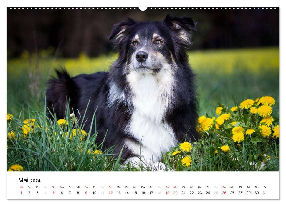 Australian Shepherd - Traum auf vier Pfoten (CALVENDO Premium Wandkalender 2024)