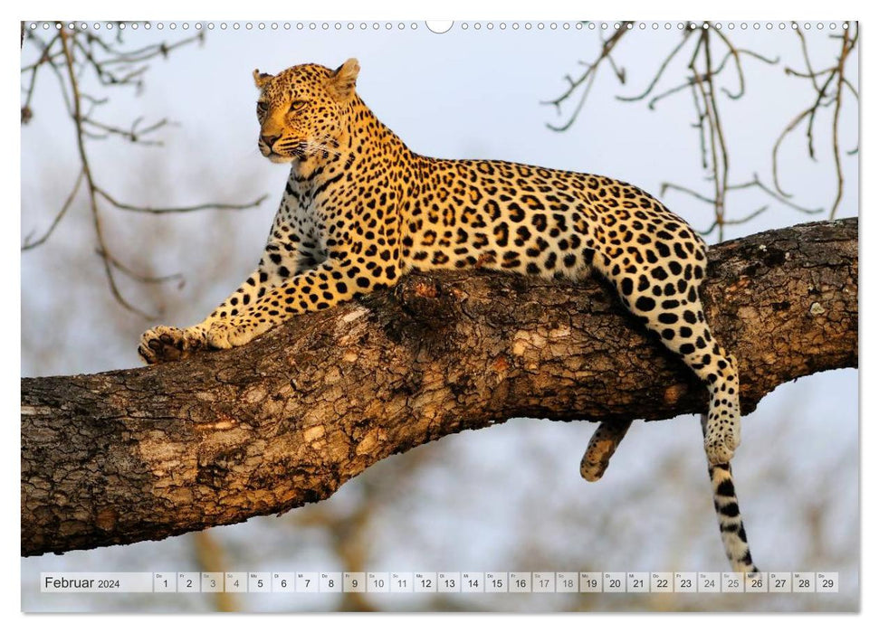 Africa's Wildlife Christian Heeb (Calvendo Premium Calendrier mural 2024) 