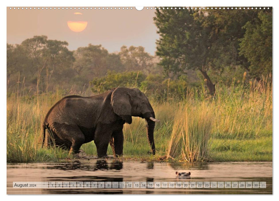 Africa's Wildlife Christian Heeb (Calvendo Premium Calendrier mural 2024) 
