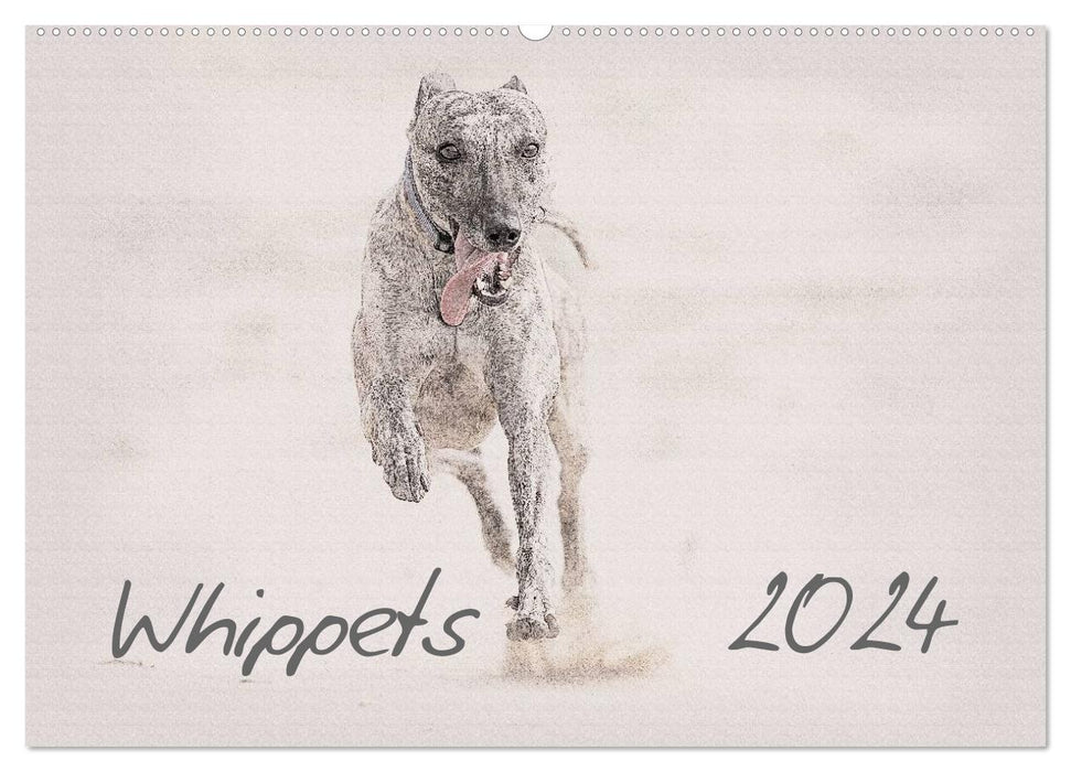 Whippet 2024 (CALVENDO wall calendar 2024) 