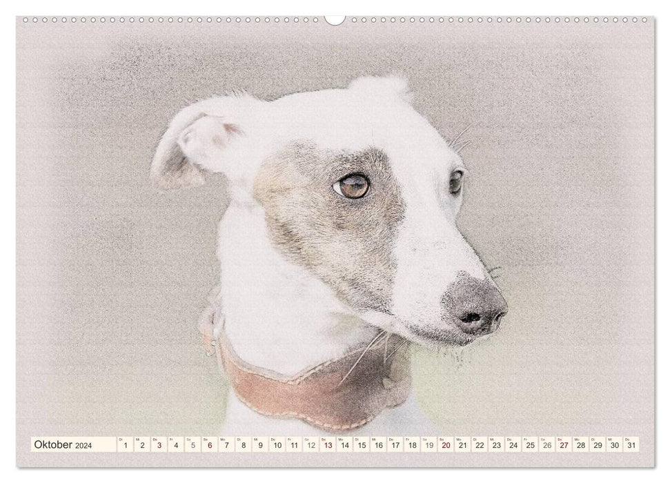 Whippet 2024 (CALVENDO Wandkalender 2024)