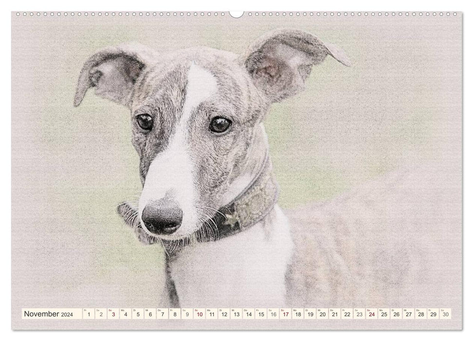 Whippet 2024 (CALVENDO wall calendar 2024) 