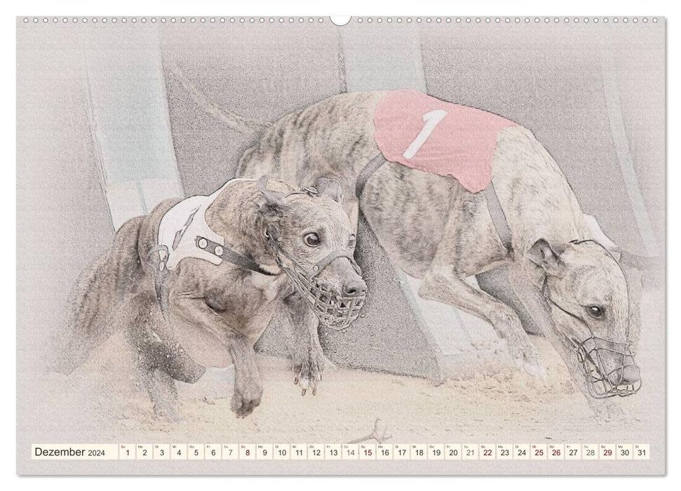 Whippet 2024 (CALVENDO wall calendar 2024) 