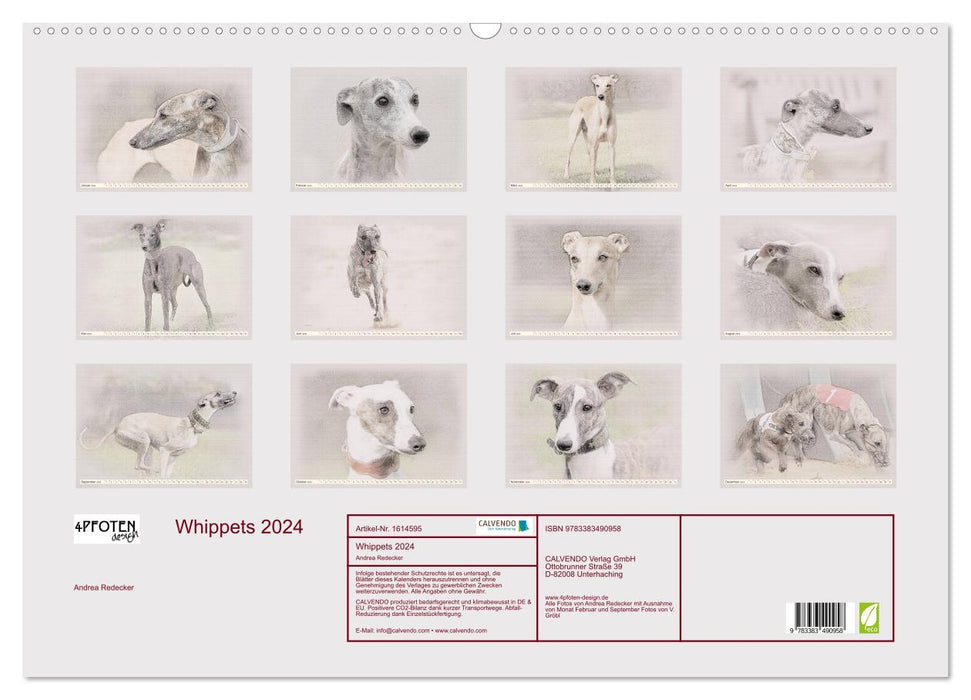 Whippet 2024 (CALVENDO wall calendar 2024) 