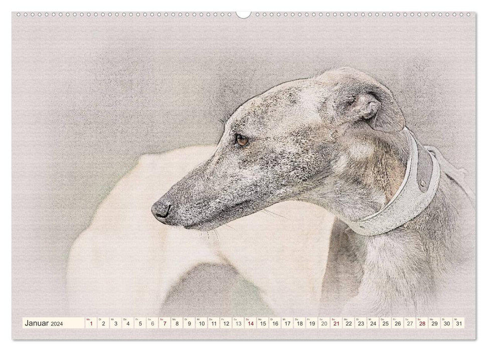 Whippet 2024 (CALVENDO Wandkalender 2024)