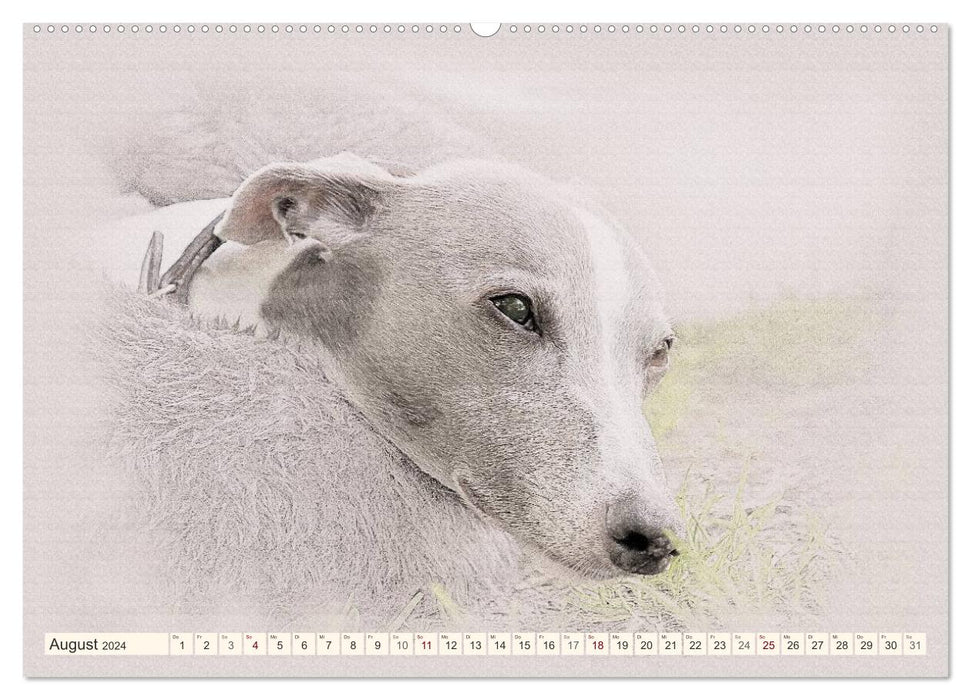 Whippet 2024 (CALVENDO wall calendar 2024) 