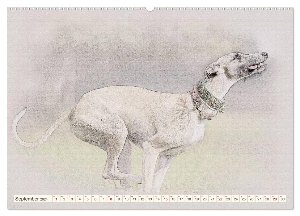 Whippet 2024 (CALVENDO Wandkalender 2024)