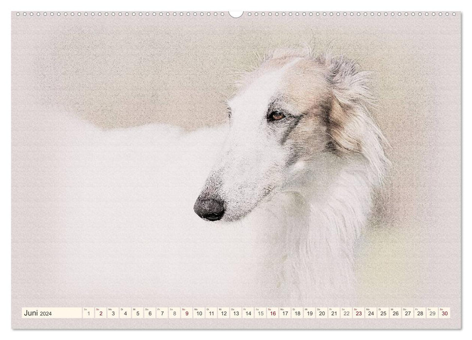 Greyhounds 2024 (CALVENDO wall calendar 2024) 