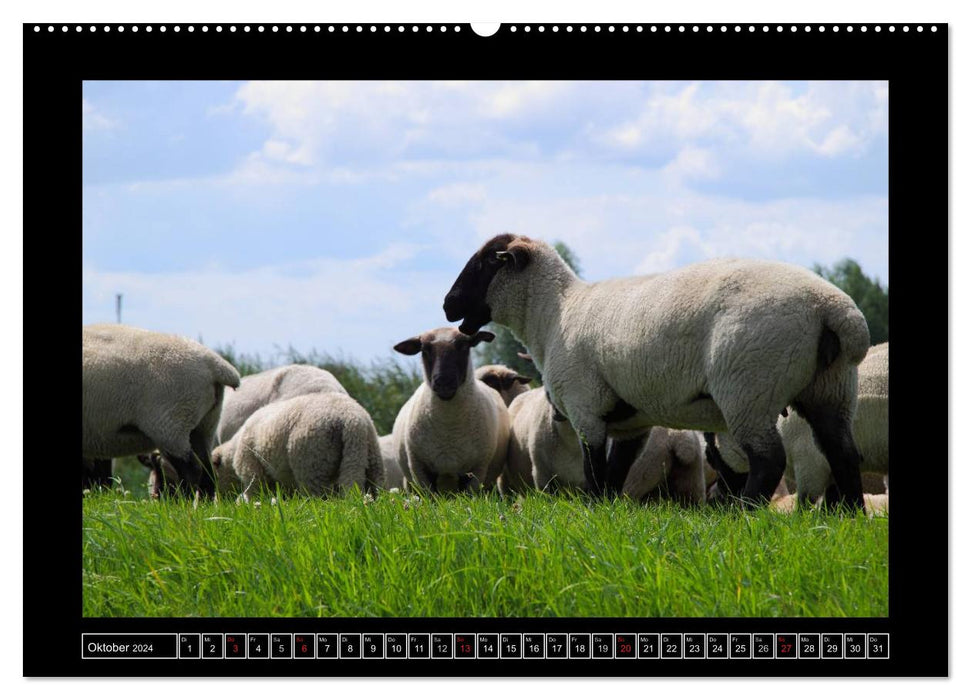 Schwarzkopfschafe am Deich in Ostfriesland (CALVENDO Premium Wandkalender 2024)