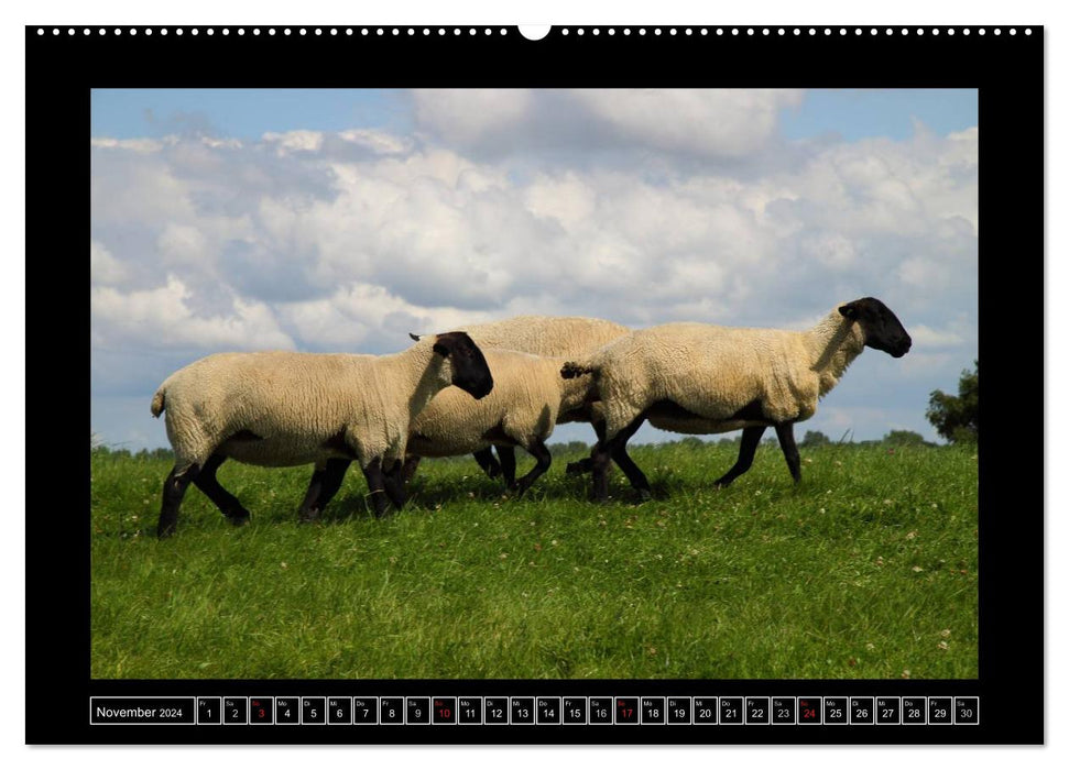 Schwarzkopfschafe am Deich in Ostfriesland (CALVENDO Premium Wandkalender 2024)