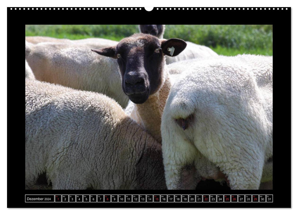 Schwarzkopfschafe am Deich in Ostfriesland (CALVENDO Premium Wandkalender 2024)