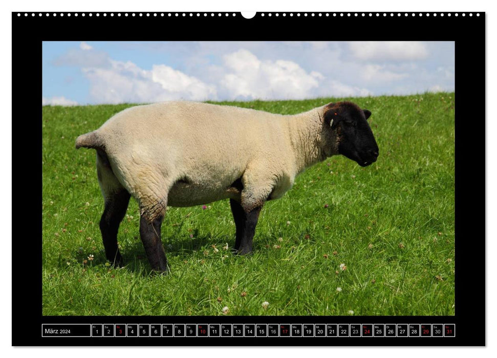 Mouton à tête noire sur la digue en Frise orientale (Calendrier mural CALVENDO Premium 2024) 