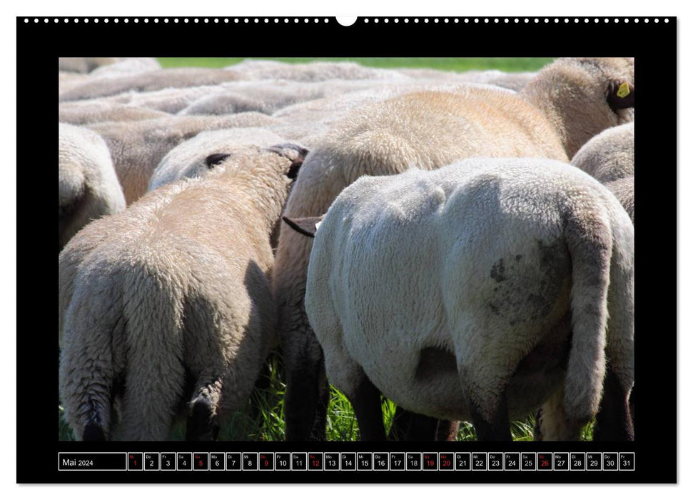 Schwarzkopfschafe am Deich in Ostfriesland (CALVENDO Premium Wandkalender 2024)