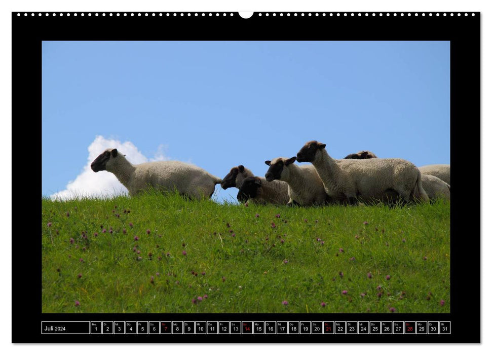 Schwarzkopfschafe am Deich in Ostfriesland (CALVENDO Premium Wandkalender 2024)