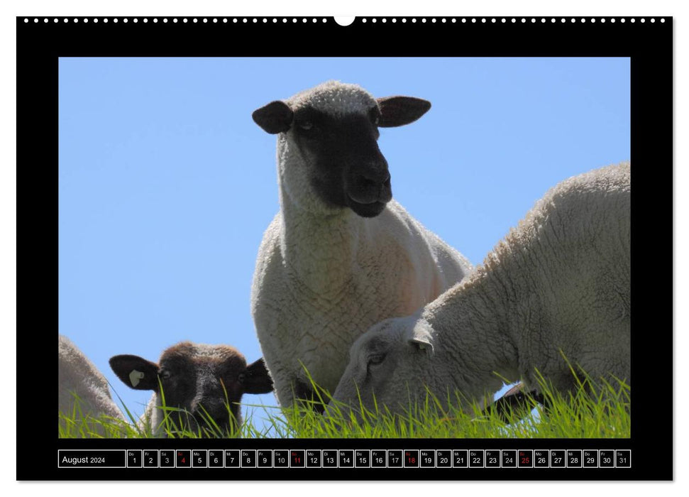 Schwarzkopfschafe am Deich in Ostfriesland (CALVENDO Premium Wandkalender 2024)