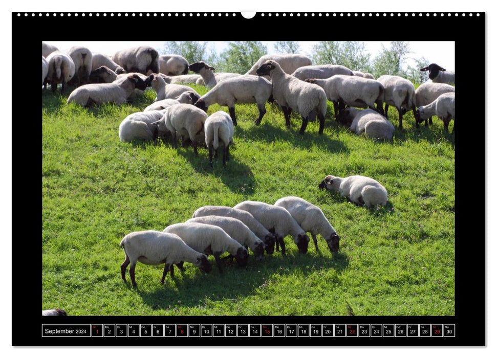 Schwarzkopfschafe am Deich in Ostfriesland (CALVENDO Premium Wandkalender 2024)