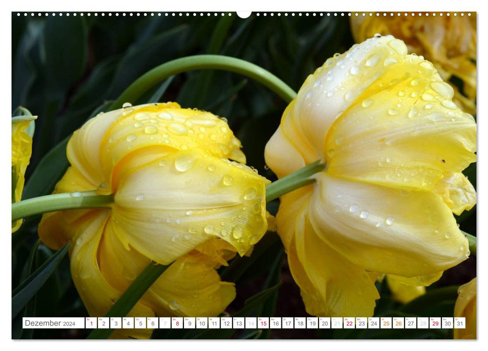 Tulips in the rain (CALVENDO wall calendar 2024) 
