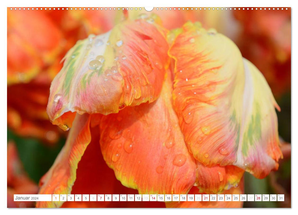 Tulpen im Regen (CALVENDO Wandkalender 2024)