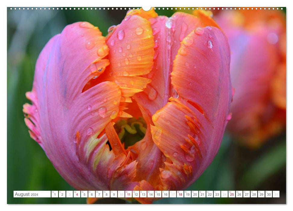 Tulpen im Regen (CALVENDO Wandkalender 2024)