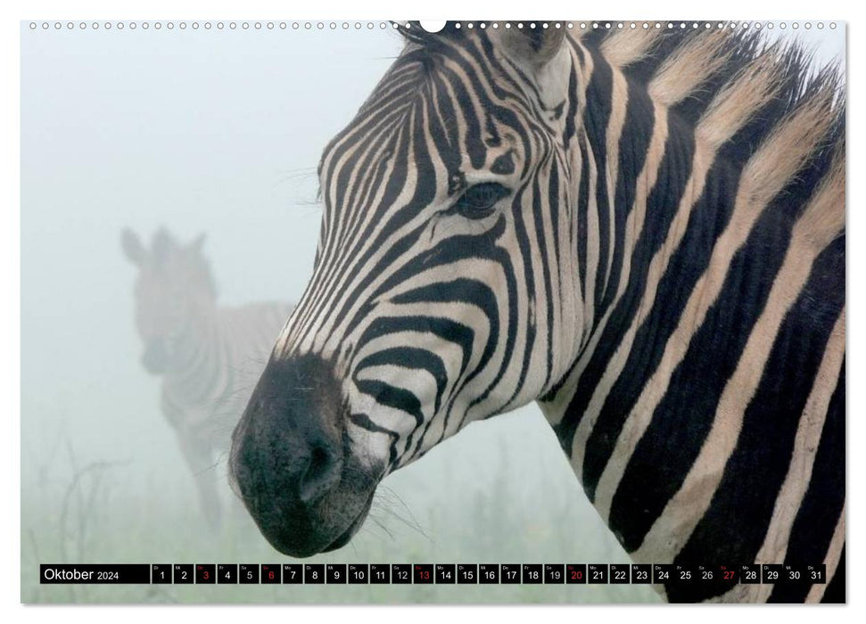 Zebras - Untamed Power (CALVENDO Wall Calendar 2024) 