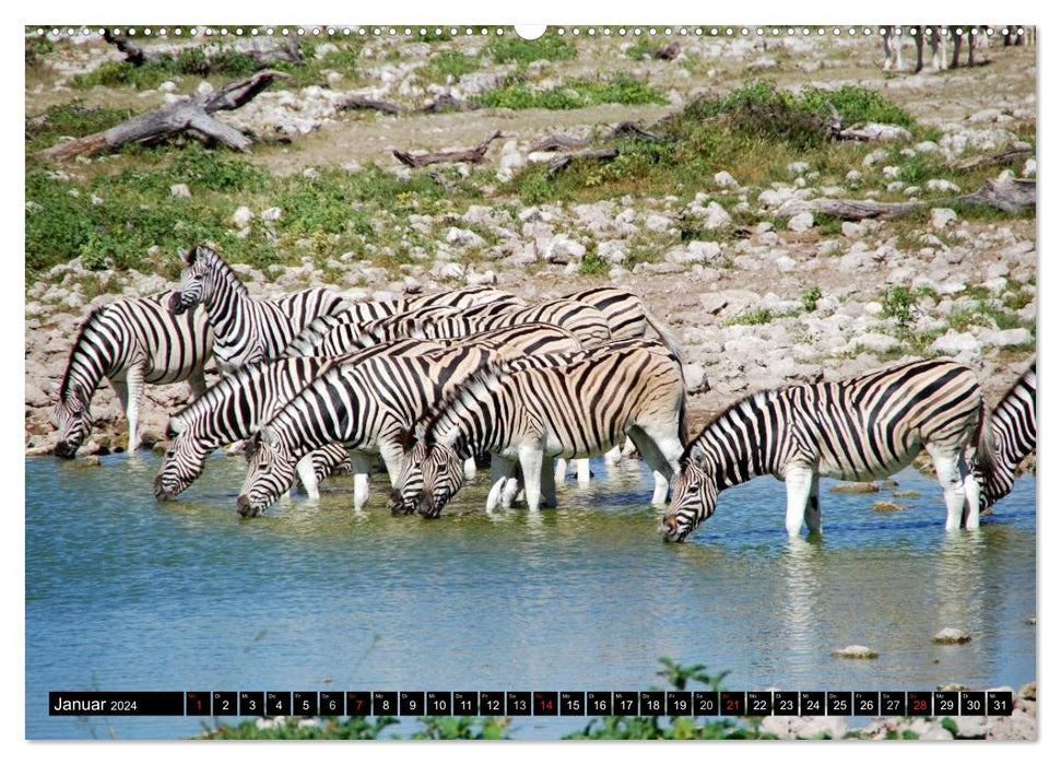 Zebras - Untamed Power (CALVENDO Wall Calendar 2024) 