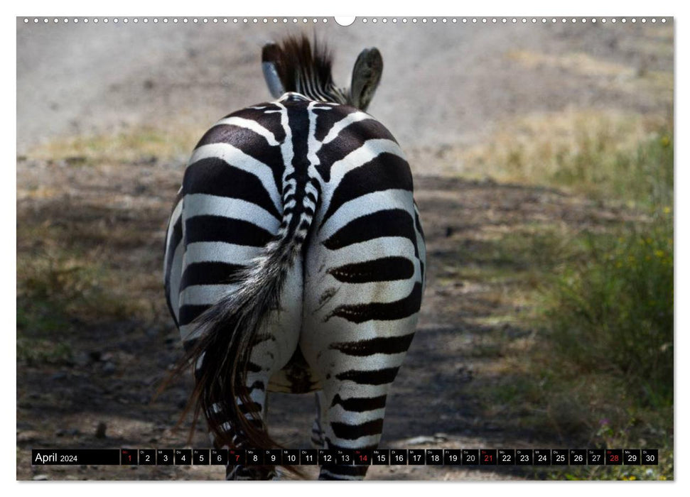 Zebras - Untamed Power (CALVENDO Wall Calendar 2024) 