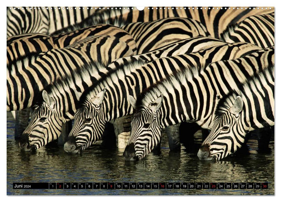 Zebras - Untamed Power (CALVENDO Wall Calendar 2024) 