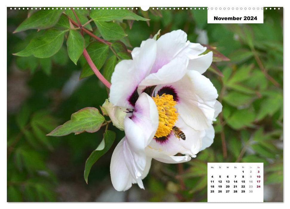 Magie de la fleur de pivoine (Calvendo Premium Wall Calendar 2024) 