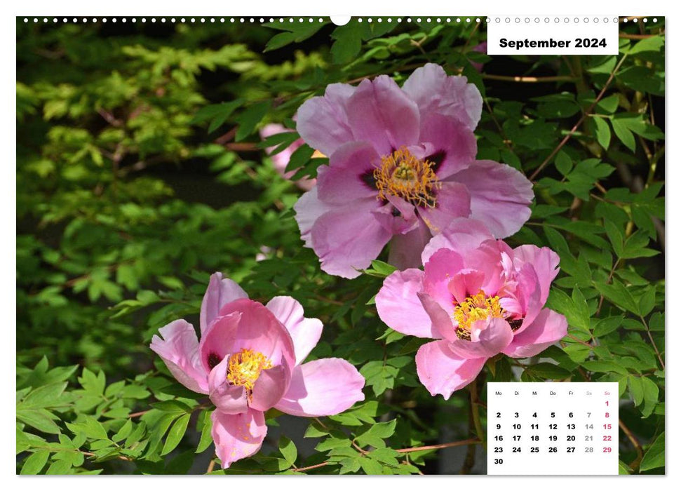 Zauber der Päonien-Blüte (CALVENDO Premium Wandkalender 2024)