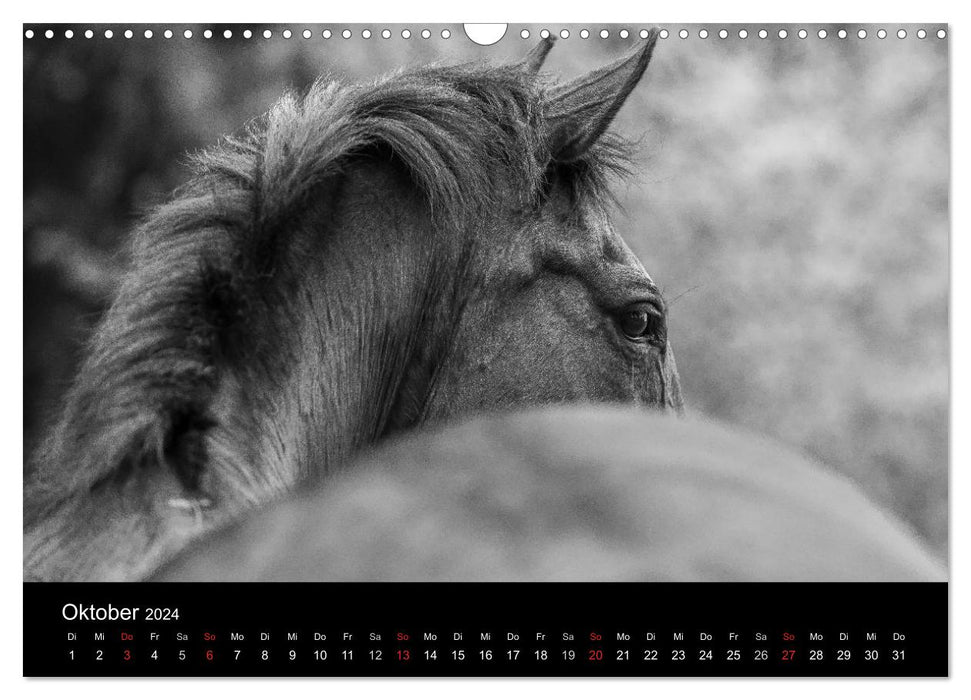 Horse dreams (CALVENDO wall calendar 2024) 