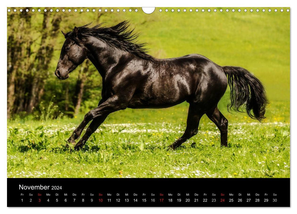 Horse dreams (CALVENDO wall calendar 2024) 