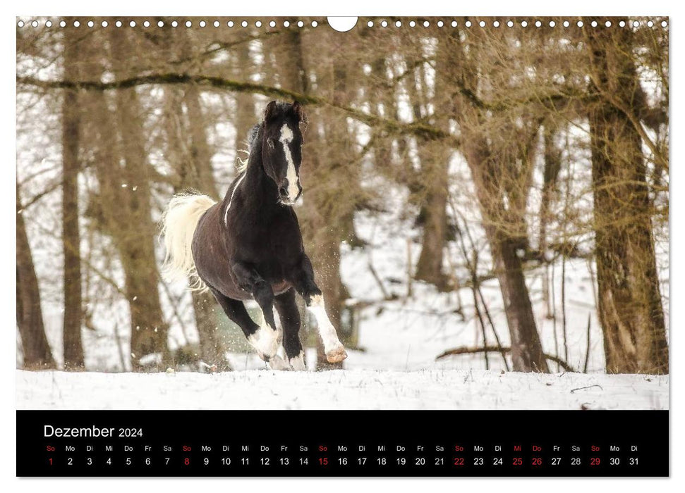 Horse dreams (CALVENDO wall calendar 2024) 