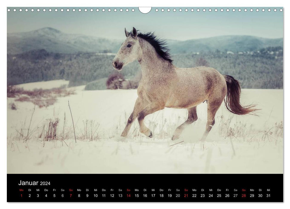 Rêves de chevaux (Calendrier mural CALVENDO 2024) 