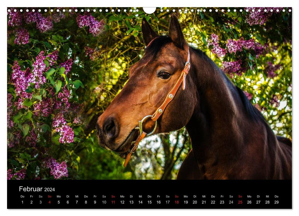 Horse dreams (CALVENDO wall calendar 2024) 