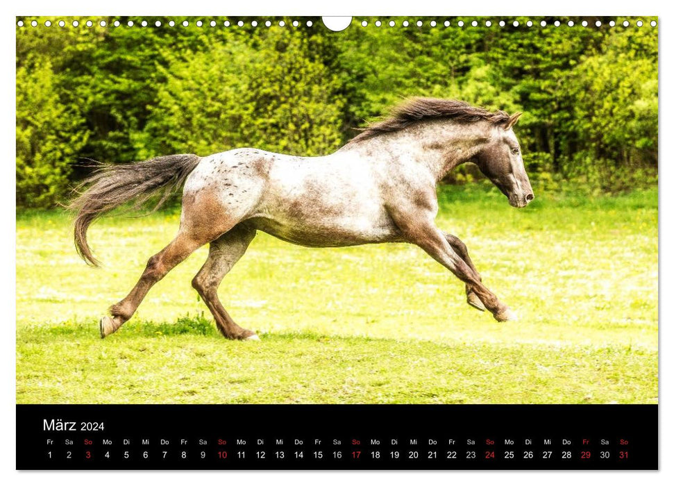 Rêves de chevaux (Calendrier mural CALVENDO 2024) 