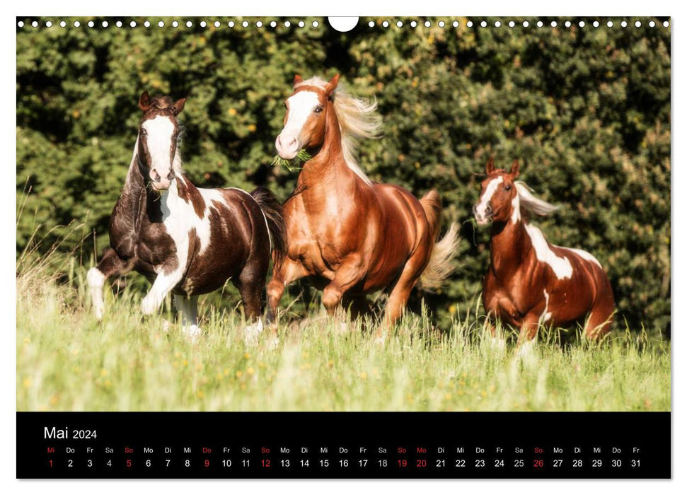 Rêves de chevaux (Calendrier mural CALVENDO 2024) 