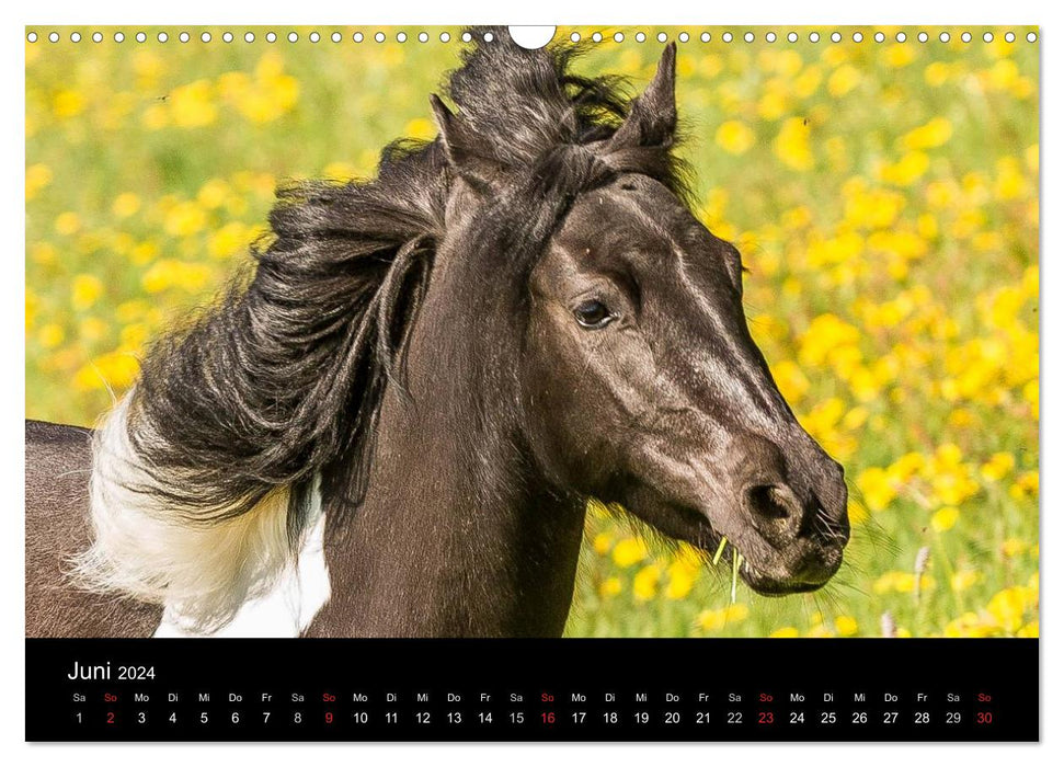Pferde Träume (CALVENDO Wandkalender 2024)
