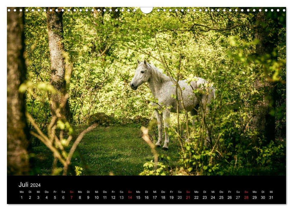 Pferde Träume (CALVENDO Wandkalender 2024)